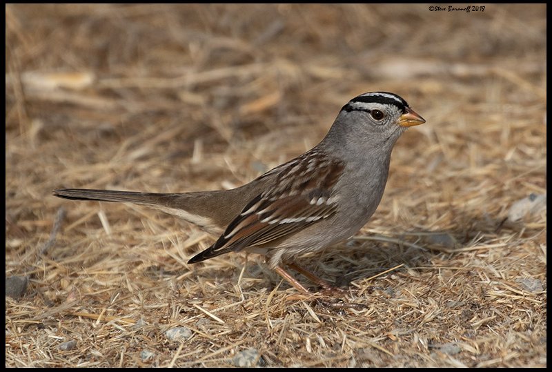 _8SB9565 golden-crowned sparrow.jpg